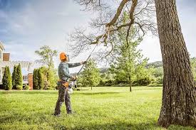 Best Tree Preservation Services  in San Francisco, CA