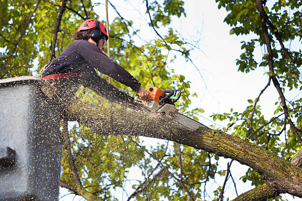 Best Tree Trimming and Pruning  in San Francisco, CA